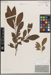Foto von Salix cinerea L.
